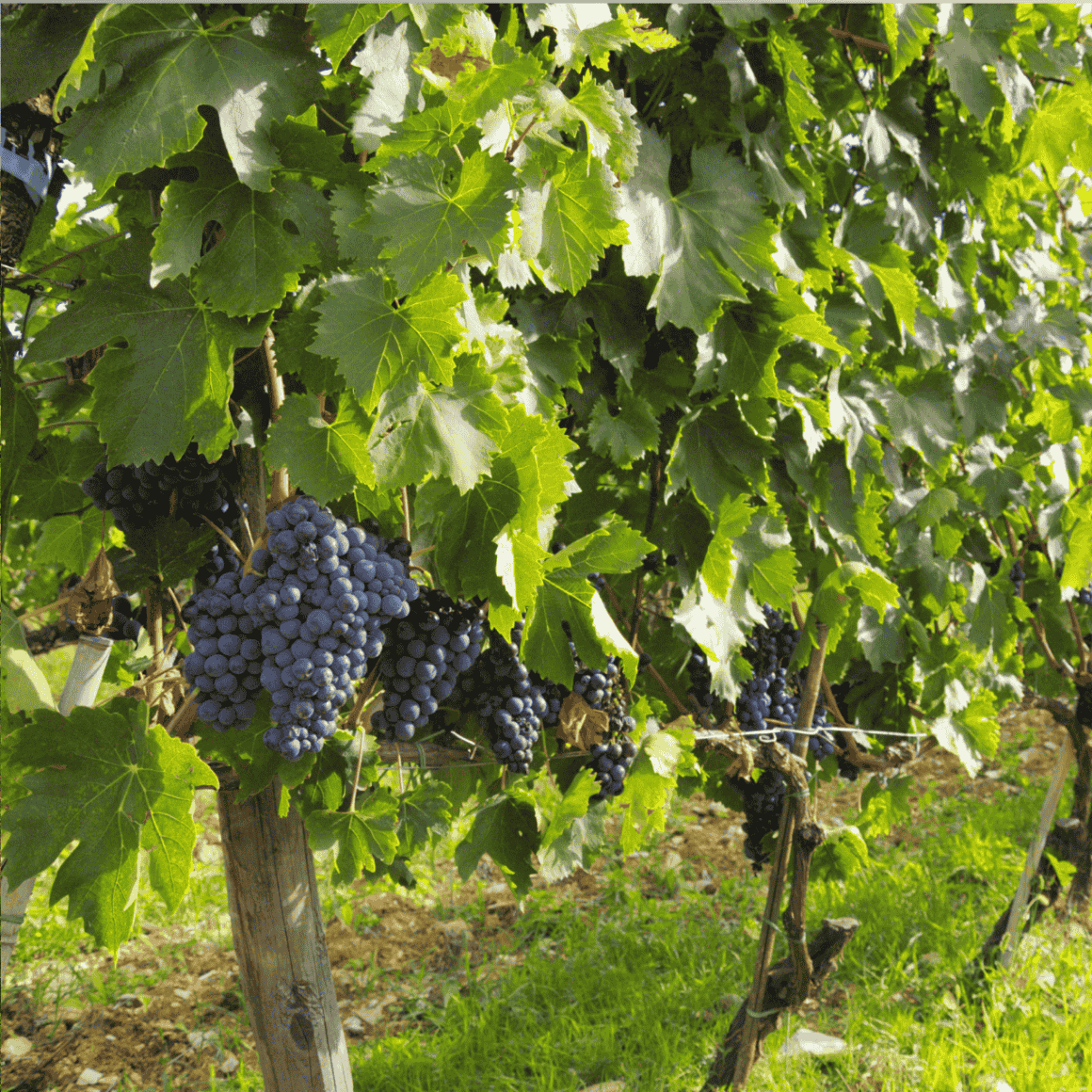 grapes on vines