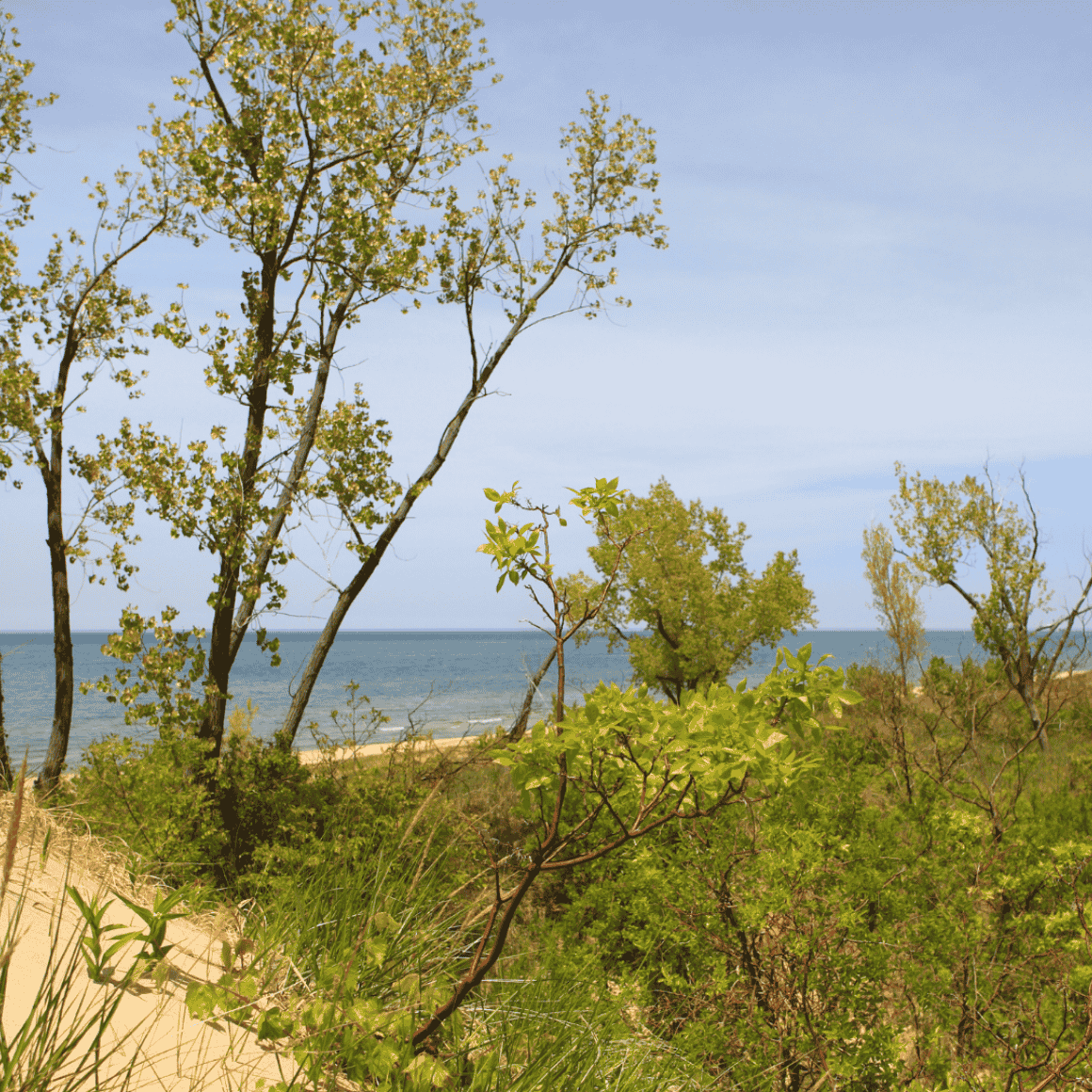 trees and shrubs on the kalamazoo shoreline