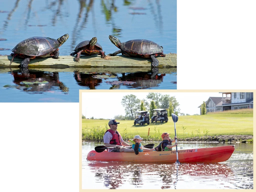 photo collage of turtles and a young family kayaking